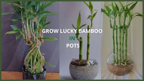 How To Grow Lucky Bamboo In Pots Best Indoor Plant