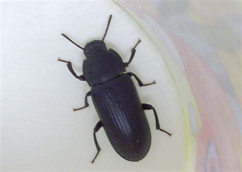 Mealworm Beetle Whats That Bug