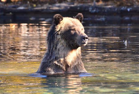 Taxpayers will bear the cost of health care reform. Update on Coast to Cascades Grizzly Bear Initiative ...