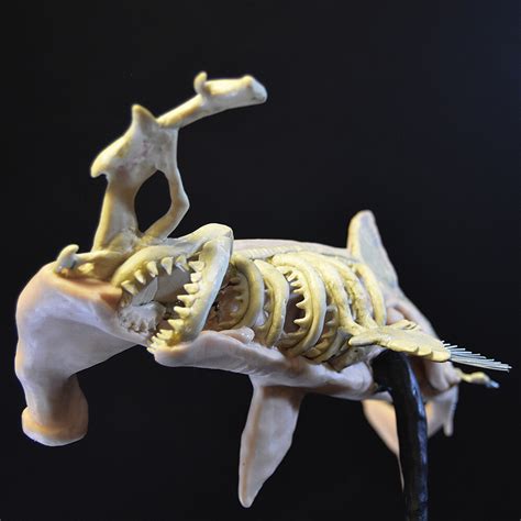 Artstation Anatomy Hammerhead Shark