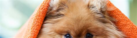 Pomeranian Pom Dog Breed Information Facts And Faqs 2018 Edition