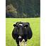 Funny Fat Cows Images Animal