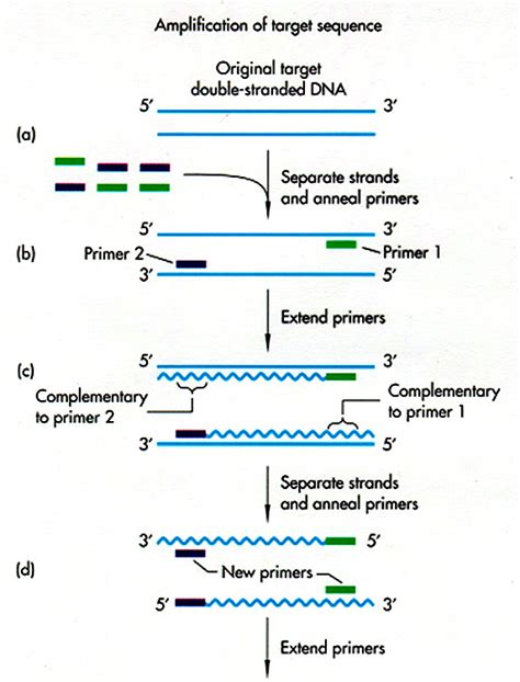 Griffith finds a transforming principle 1. Dna Technology Worksheet Answer Key