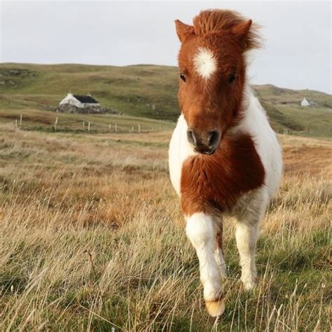 Terrifically Cute Little Brown And White Shetland Pony Horses Cute