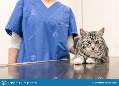 Cat In The Veterinary Practice Is Examined By The Veterinarian Stock