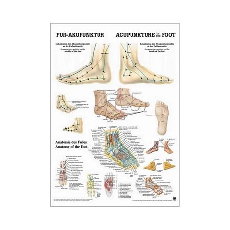 Elle consiste à placer de fines aiguilles les points sont différents pour chaque personne : Affiche des points d'acupuncture du pied 34x24
