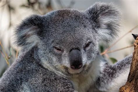 Reasons To Visit Lone Pine Koala Sanctuary