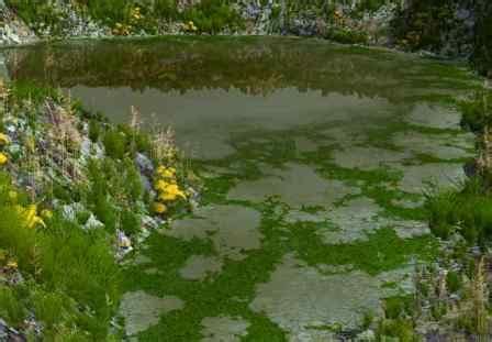 The more you remove, the better your chances of eradicating the algae completely from the water. Infinonymous: August 2009