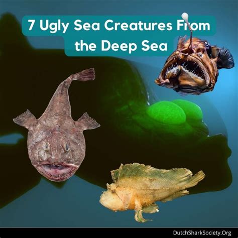 Why Are Deep Sea Fish So Ugly And Scary Dutch Shark Society