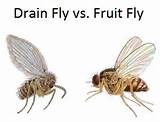 Basement Drain Flies