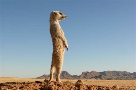 15 Marvelous Meerkat Facts Fact Animal