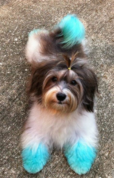 Hair dye for dogs is also an option if you're trying to change your pet's look. Pin by Carmen Hudson Troyer on Cool Pet Grooming Ideas ...