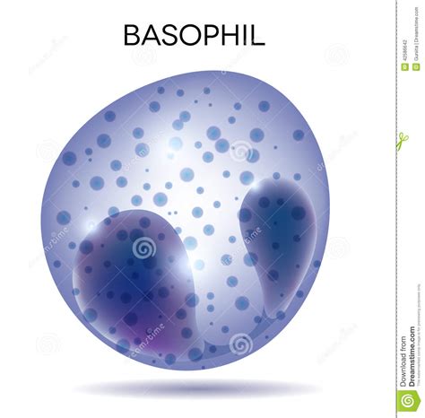 White Blood Cell Basophil Stock Vector Image Of Cells 42586642