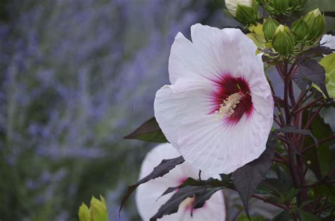 Summerific® Perfect Storm Rose Mallow Hibiscus Hybrid Proven Winners