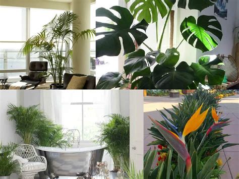 In generale, come vedrete, abbiamo selezionato piante da foglia, che non fioriscono. Decorare gli interni con le piante tropicali | Guida Giardino