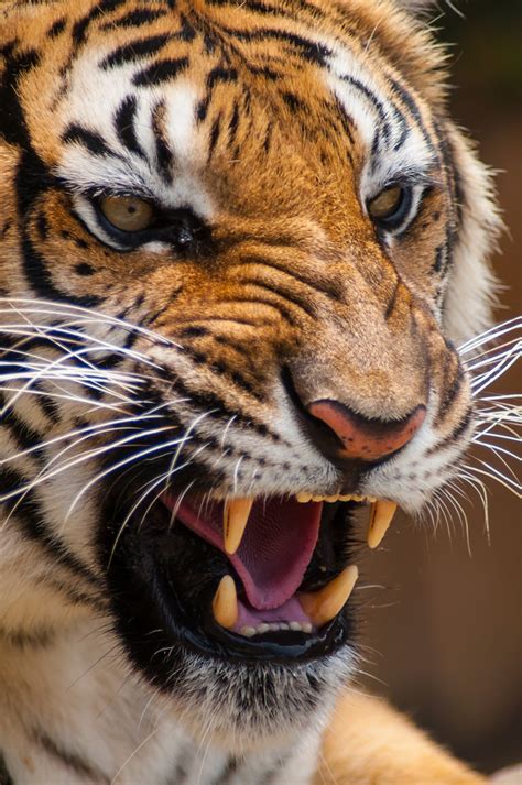 Through Golden Eyes ‘big Cat Week Coming To Nat Geo Wild In November