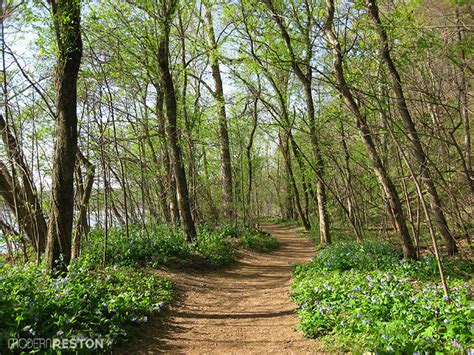 The Wild And Wonderful Virginia Bluebells At Riverbend Park