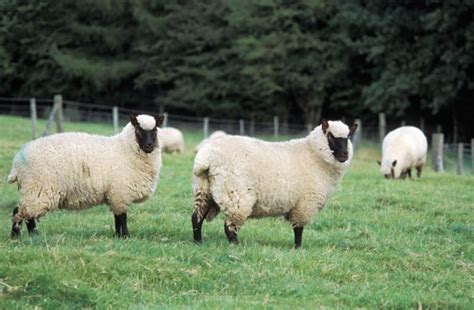 Guide To Sheep Breeds