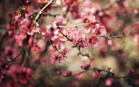 Branches Spring Flowers Pink Nature Hd Desktop