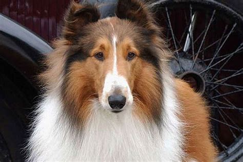 Ricordate Lassie Ecco Tutta La Verità Sulla Storia Del Cane Attore