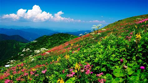 Flowers On The Mountainside