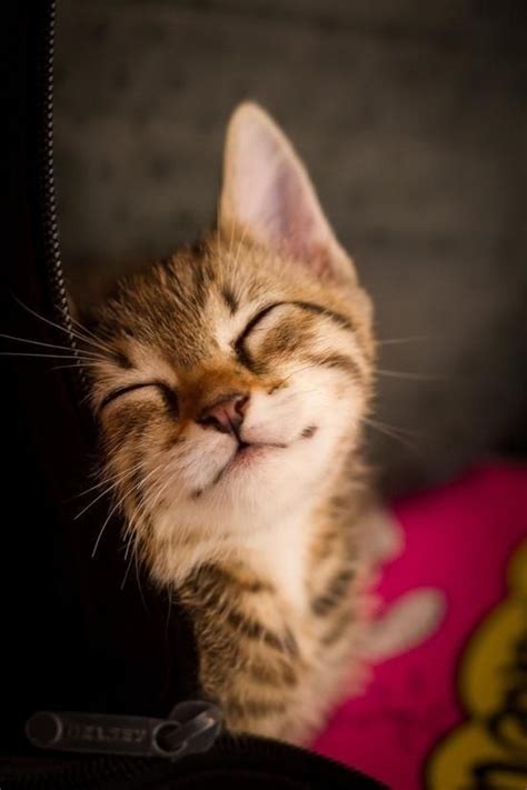 79 Best Smiling Kitties Images On Pinterest Kitty Cats Funny Kitties