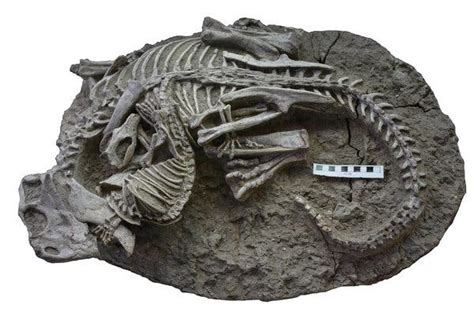 This Fossil Is A Freeze Frame Of A Mammal Fighting A Dinosaur The New