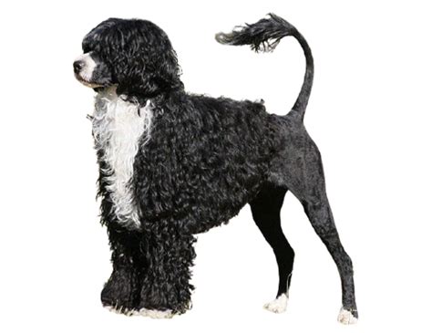 Portuguese Water Dog Dog Breed Info Size Price Height Petlur