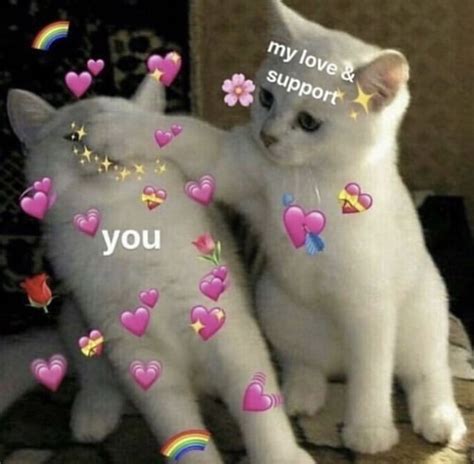 Cute Cat Memes Love Josephine Oharrell
