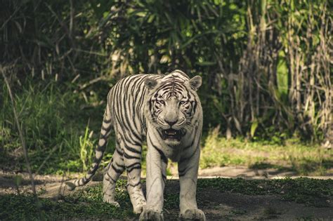 Photo Of White Tiger · Free Stock Photo