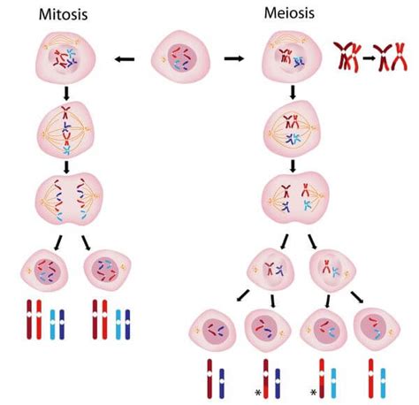 Mitosis Vs Meiosis Biology Dictionary