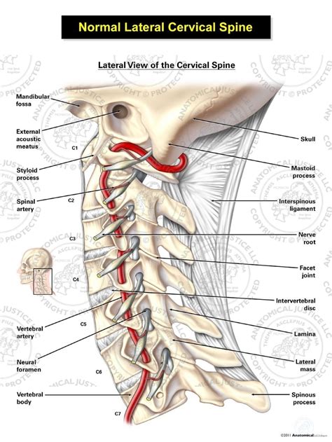 Vertebral Artery Location