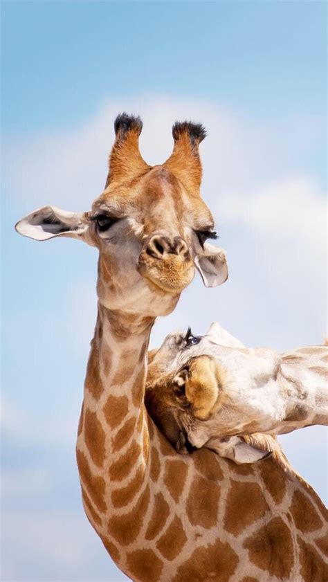 Two Giraffes Standing Next To Each Other With Their Heads Touching
