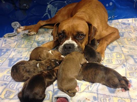 Boxer Puppies For Sale Homedale Id 263145 Petzlover