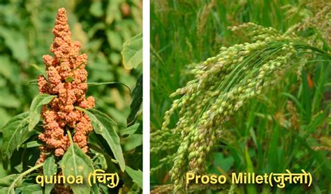While most nepalese people speak at least some nepali. What is quinoa in Nepali? Is it Kodo, Junelo Makai or ...
