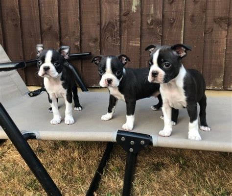 Akc registered boston terrier puppies. Boston Terrier Puppies For Sale | Charlotte, NC #294942