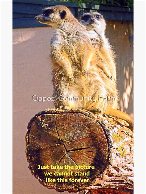 Meerkat Humorous Picture Poster For Sale By Jonathansteward Redbubble