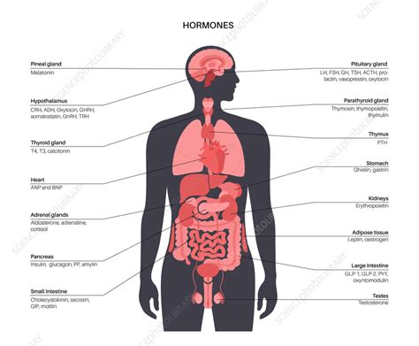 Human Hormones Illustration Stock Image F0361365 Science Photo