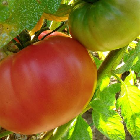 Growing Mortgage Lifter Tomatoes The Biggest Tomato Around