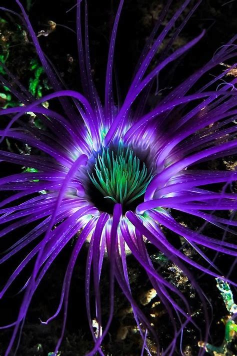 Dec 21, 2017 · jakarta — rasdiono remembers when the sea was a good distance from his doorstep, down a hill. Anemone | Beautiful sea creatures, Deep sea, Sea plants