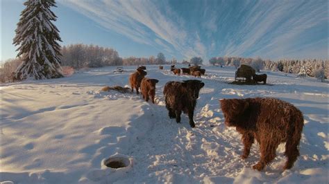 Scottish Highland Cattle In Finland Beautiful Winter Day With Cows