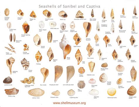 Chart Of Seashells Sanibel Shells Shell Beach Sea Shells