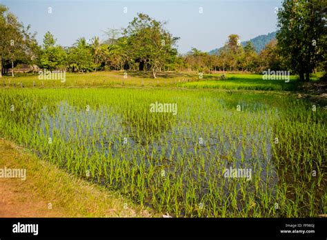 Rice Fields Outside The Cambodian Capital Hi Res Stock Photography And