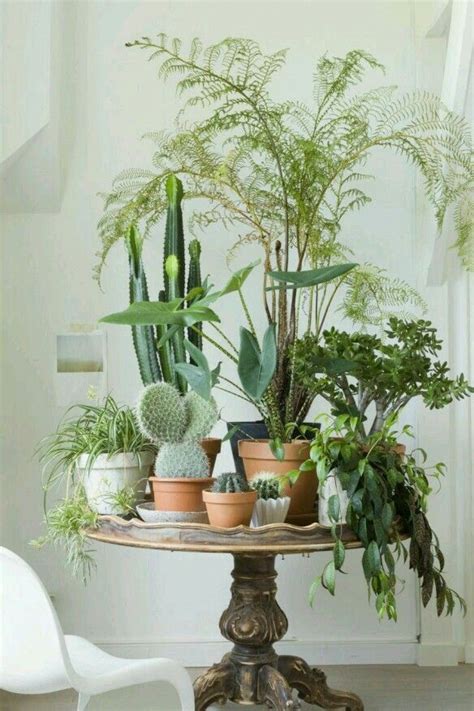 Beautiful Green Plants In Interior Plants Indoor Plants Indoor Gardens