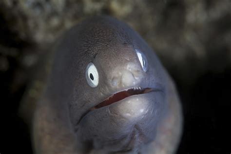 A White Eyed Moray Eel Looks Photograph By Ethan Daniels Fine Art America