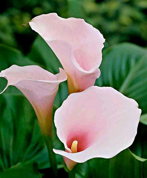 Pastel Pink Calia Pink Calla Lilies Beautiful Flowers Lily Flower