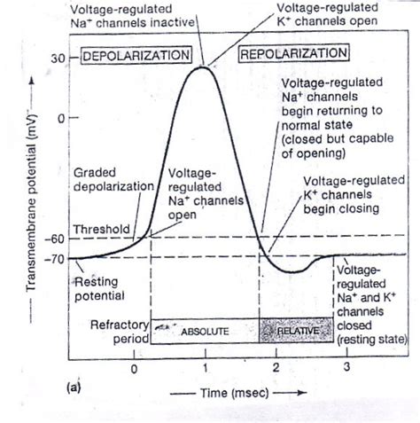 1 Timing Diagram Of Action Potential In General Usually In Skeletal Download Scientific
