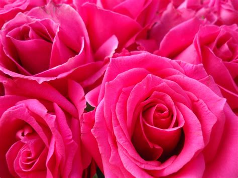 Rosas Color Fucsia Beautiful Flowers Fashion Beauty Rose Polyvore
