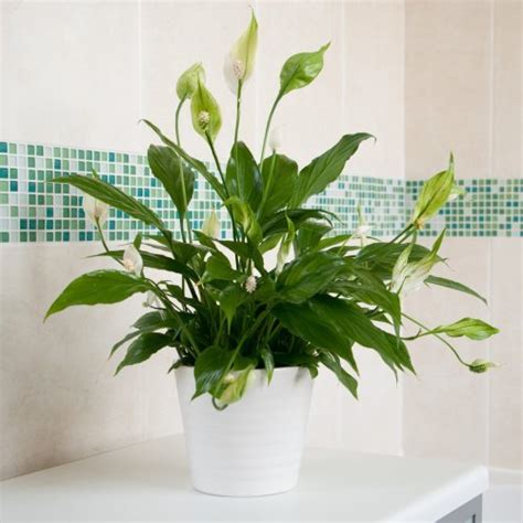 15 Best Bathroom Plants That Thrive In Humidity Flipboard