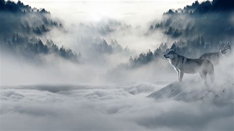Wolf Wolves 4K wallpaper